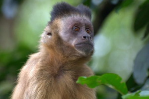 V zoo rostov se narodilo osm chlapců a hnědých cappucinů